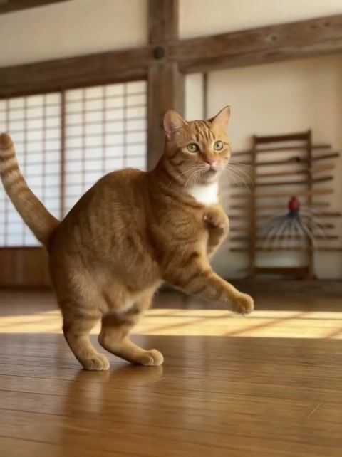 Bruce Cat photo style preview