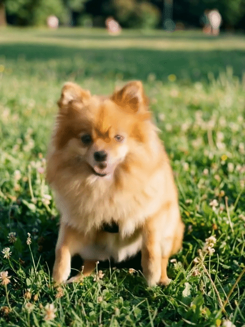 Pet Dance #3 photo style preview