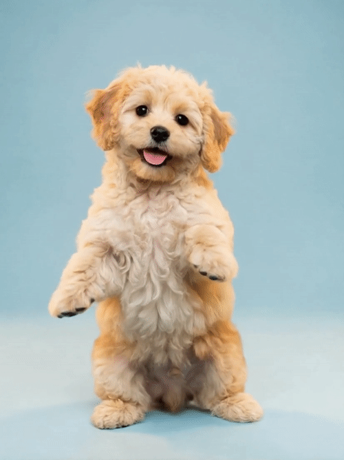 Pet Dance #7 photo style preview
