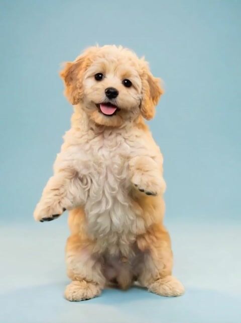 Pet Dance #7 photo style preview